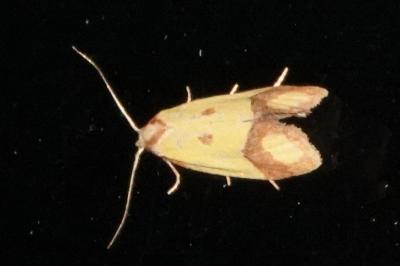<i>Agapeta zoegana</i>