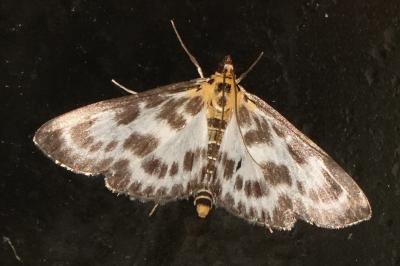 <i>Anania hortulata</i>