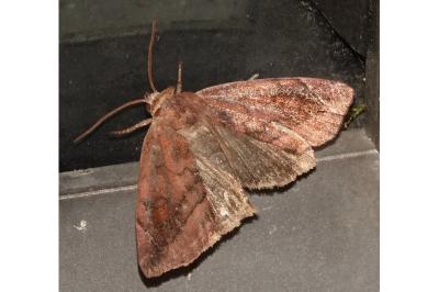 <i>Cosmia pyralina</i>