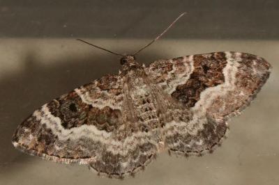 <i>Epirrhoe alternata</i>
