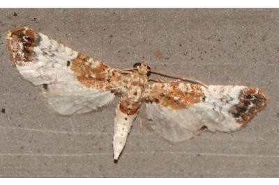 <i>Eupithecia breviculata</i>