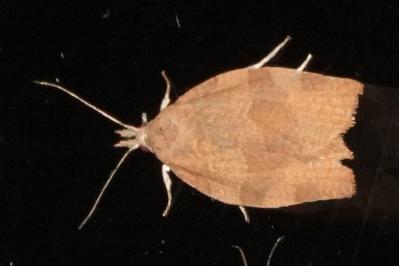 <i>Pandemis heparana</i>