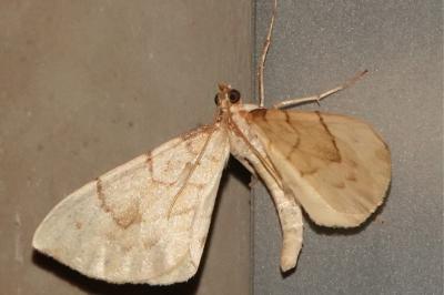 <i>Gandaritis pyraliata</i>