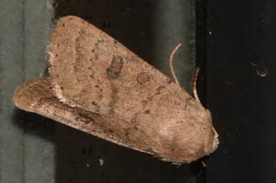 <i>Hoplodrina ambigua</i>