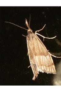 <i>Chrysocrambus linetella</i>