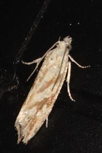 <i>Thiodia citrana</i>