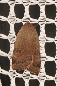 <i>Noctua comes</i>