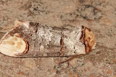 <i>Phalera bucephala</i>