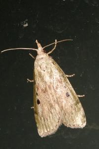 <i>Aphomia sociella</i>
