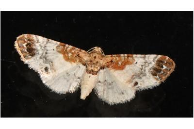 <i>Eupithecia breviculata</i>