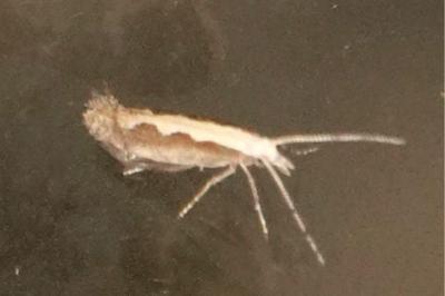 <i>Plutella xylostella</i>