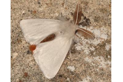 <i>Euproctis chrysorrhoea</i>