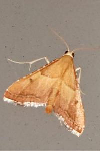 <i>Endotricha flammealis</i>
