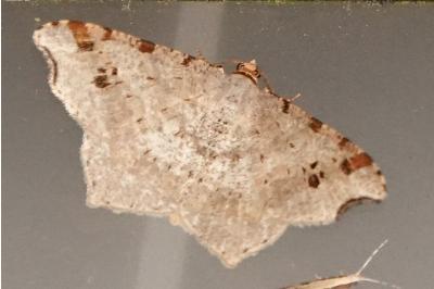 <i>Macaria alternata</i>
