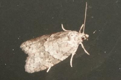 <i>Cnephasia</i>