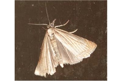 <i>Chrysoteuchia culmella</i>