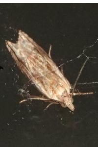 <i>Eucosma</i>