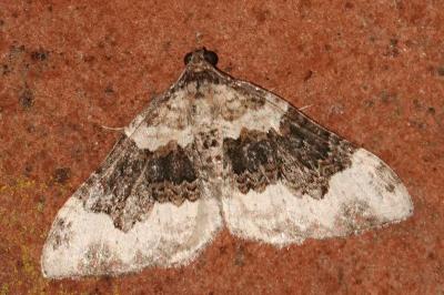 <i>Epirrhoe galiata</i>
