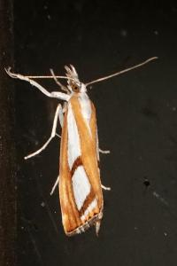 <i>Catoptria</i>