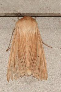 <i>Mythimna pallens</i>