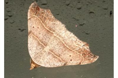<i>Laspeyria flexula</i>