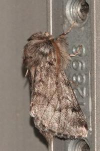 <i>Thaumetopoea pityocampa</i>