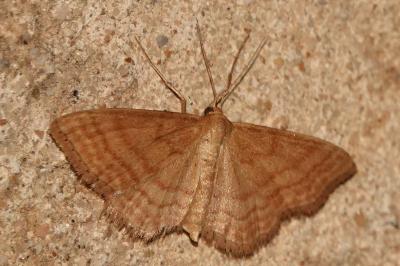 <i>Idaea ochrata</i>