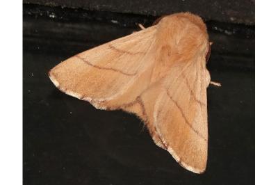 <i>Malacosoma neustria</i>