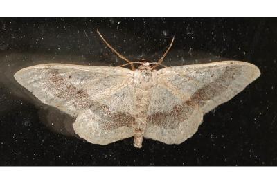 <i>Idaea aversata</i>