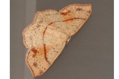<i>Cyclophora punctaria</i>