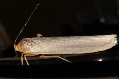 <i>Eilema caniola</i>