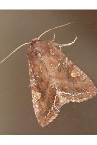 <i>Lacanobia oleracea</i>