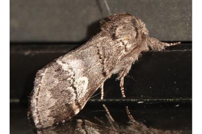 <i>Drymonia querna</i>