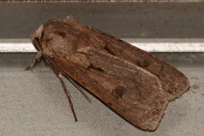 <i>Agrotis exclamationis</i>