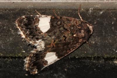 <i>Tyta luctuosa</i>