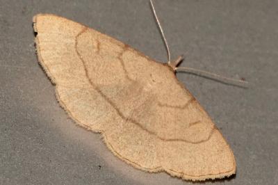 <i>Paracolax tristalis</i>