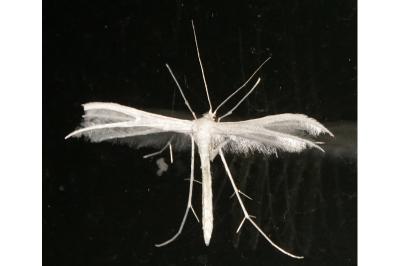 <i>Pterophorus pentadactylus</i>