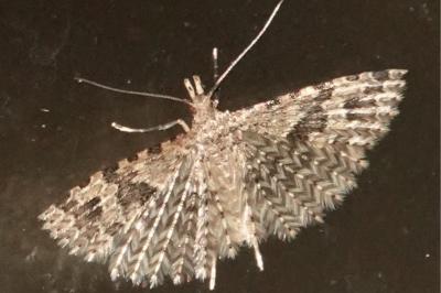 <i>Alucita hexadactyla</i>