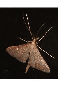 <i>Dolicharthria punctalis</i>