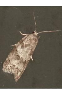 <i>Cnephasia</i>