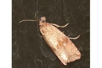 <i>Celypha striana</i>