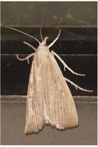 <i>Calamotropha paludella</i>