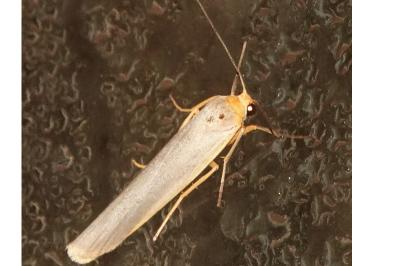 <i>Manulea complana</i>