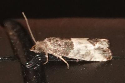 <i>Spilonota ocellana</i>