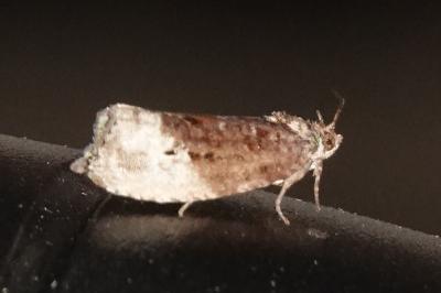 <i>Hedya nubiferana</i>