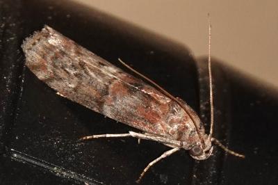 <i>Phycita roborella</i>