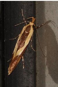 <i>Harpella forficella</i>