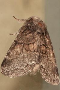 <i>Gluphisia crenata</i>