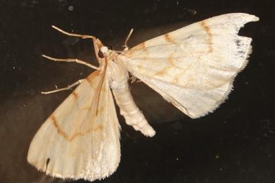 <i>Gandaritis pyraliata</i>