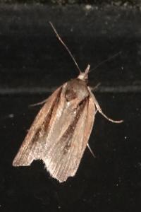 <i>Nycteola revayana</i>
